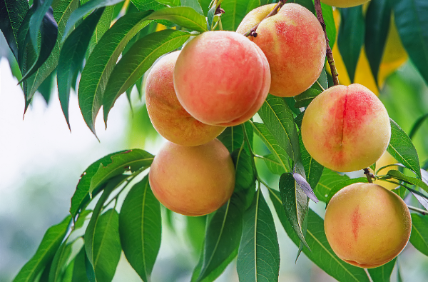 복숭아와 장어를 함께 섭취하면 소화 불량을 일으킬 수 있다. (클립아트코리아 제공)