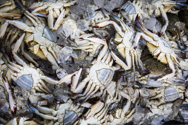 감과 꽃게는 함께 섭취 시 위장 문제를 일으킬 수 있다. (클립아트코리아 제공)