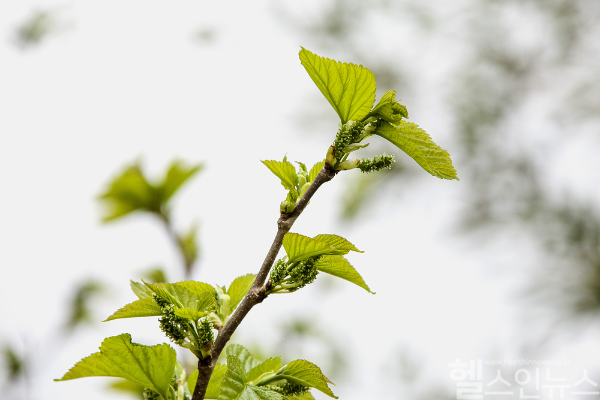 한국생명공학연구원 국내 연구팀이 뽕나무 뿌리 추출물을 활용한 신규 항암물질 ‘MO-2097’을 발굴했다. (클립아트코리아)