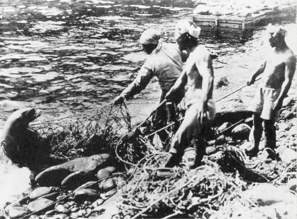 이번 영상의 주요 장면 (독도 강치를 불법으로 남획하고 있는 일본인 (사진출처 : 아사히신문))