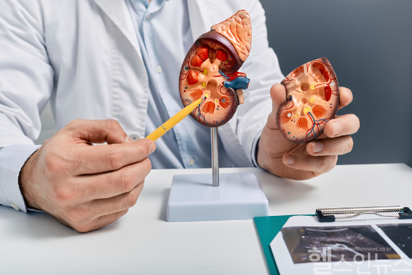 각종 노폐물을 걸러내고 체내 수분량 유지에 없어서는 안 될 신장. 다만 신장은 한 번 망가지면 되돌리기 어려워 의심 신호가 있을 때 적극적으로 관리해야 한다. (클립아트코리아)