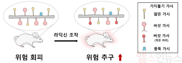 위험회피군 측좌핵 내 라딕신 과발현 후 버섯 가시의 모양 변화 (세브란스병원 제공)