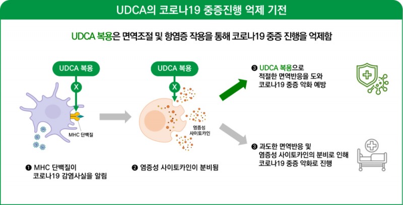 UDCA의 COVID19 중증진행 억제 기전도(대웅 제공)
