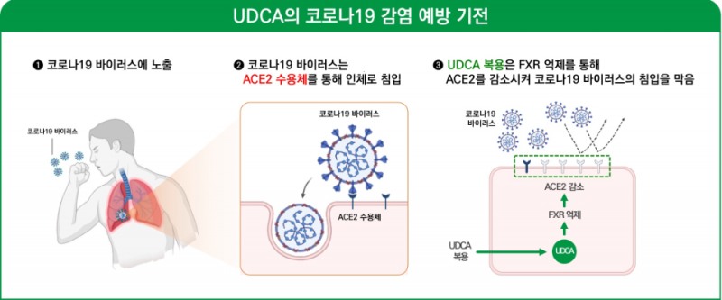 UDCA의 COVID19 예방 기전 (대웅 제공)