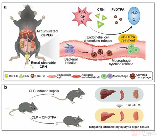 연구팀은 패혈증을 유도한 쥐에게 세륨-DTPA 복합체를 투입한 결과 세륨 복합체는 신장을 통해 배출되고, 축적되지 않는다는 것을 확인했다. (고려대학교 구로병원 제공)