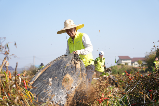 30일 경기도 파주시 고추농가에서 이석용 농협은행장이 일손돕기를 하고 있다. ⓒ NH농협은행