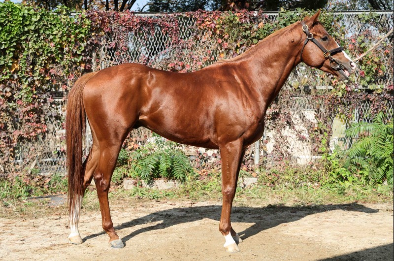 제13회 서울경제신문배 경주, 11월 3일 서울경마공원에서 열린다