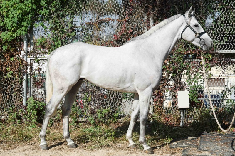 제13회 서울경제신문배 경주, 11월 3일 서울경마공원에서 열린다