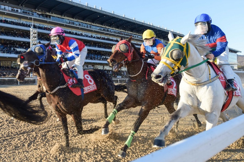 한국마사회, 2024년 11월 경마시행계획 발표