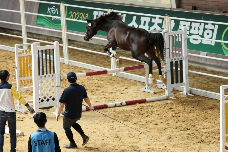 한국마사회, 국산 우수 승용마 발굴의 장, ‘2024년 Young Horse Cup 및 스포츠말 품평회 결승’개최