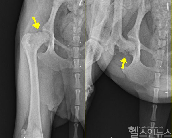 강아지에게 흔히 발생하는 대퇴골두허혈성괴사 (플러스동물메디컬센터 제공)