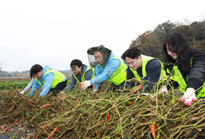 NH투자증권이 1일 경기도 파주시 문산읍 당동2리 농가를 찾아 일손돕기 봉사활동을 진행했다. 윤병운(가운데) 사장과 임직원들이 고추대 철거작업을 하고 있다. @ NH투자증권