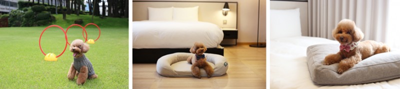 글래드 호텔앤리조트, 펫팸족을 위한 ‘펫래블(Pet+Travel) 큐레이터’로!