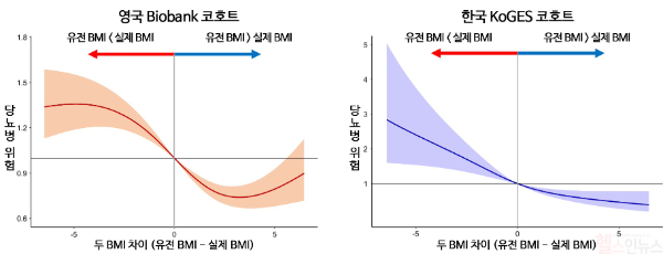 영국 Biobank 코호트 및 한국 KoGES 코호트에서 BMI 차이에 따른 당뇨병 위험 비교. 양측 모두 유전 BMI에 비해 실제 BMI가 클수록 당뇨병 위험이 유의미하게 증가하는 것으로 나타남. (서울대병원 제공)