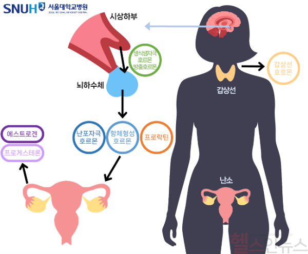여성호르몬 분비 체계. 뇌하수체에서 분비된 난포자극호르몬, 항체형성호르몬, 프로락틴은 난소에서 에스트로겐, 프로게스테론이 분비되는 데 영향을 미침 (서울대병원 제공)