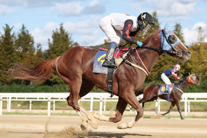 제17회 국제신문배, 최강 중단거리 최강馬 놓고‘신구격돌’