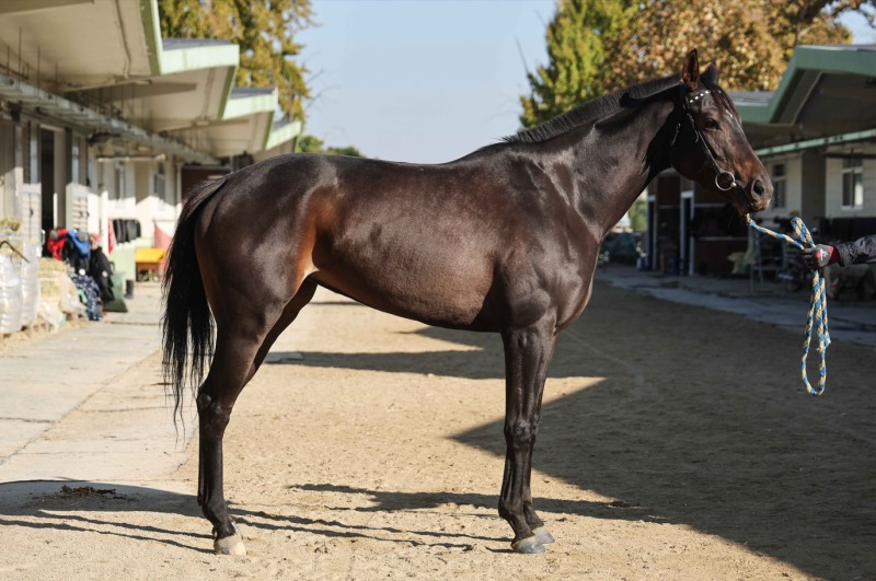 붉게 물든 단풍아래를 달린다. 제13회 스포츠월드배 경주, 10일 개최
