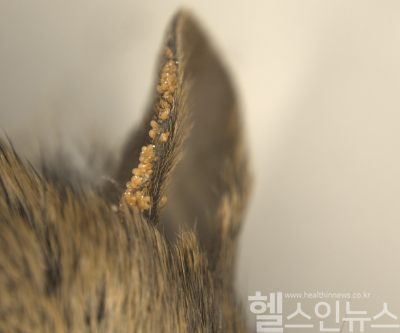 동물의 털에 기생하는 털진드기 (질병관리청 제공)