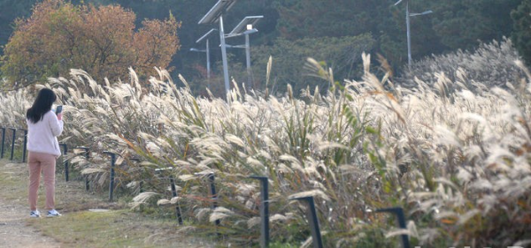 완연한 가을 날씨가 이어지고 있는 8일 전북 군산시 군산호수를 찾은 시민들이 억새길 사이를 지나며 가을의 정취를 느끼고 있다.