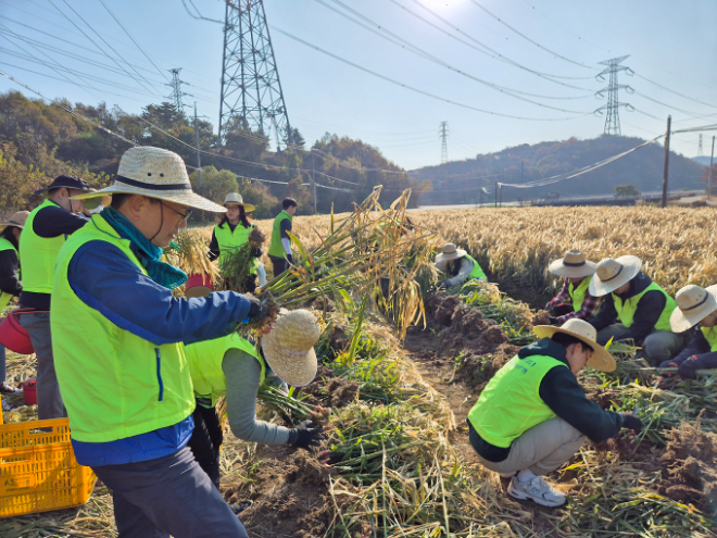 12일 강신노 농협은행 리스크관리부문 부행장과 직원들이 충남 서산시 농가를 찾아 수확철 일손돕기를 진행하고 있다. ⓒ NH농협은행
