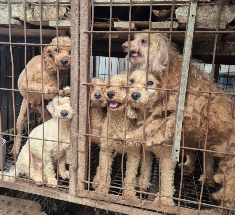 한국반려동물영양연구소, 불법 번식장 개 575마리 구조 동물보호단체 ‘루시의 친구들’에 영양제 기부