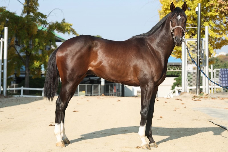 ‘라온퍼스트’뒤이을 유망주 탄생할까... 2세마 대격돌 할 제18회 과천시장배(L)