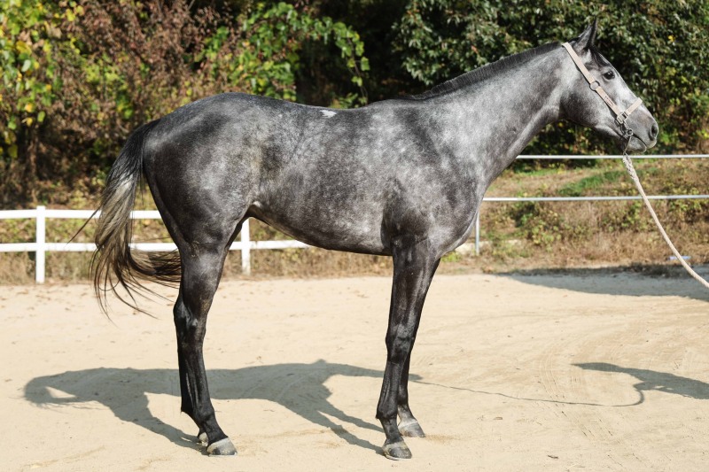 ‘라온퍼스트’뒤이을 유망주 탄생할까... 2세마 대격돌 할 제18회 과천시장배(L)