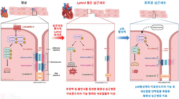 심근세포에서 라트로필린-2 결손에 따른 확장성 심근병증 발생기전과 치료제 작용기전: 라트로필린-2(Lphn2) 결손 시 p38-MAPK 경로 저하로 인한 미토콘드리아 기능 장애와 세포접합부 이상으로 확장성 심근병증이 유발되며, p38 활성제 치료로 이를 회복할 수 있는 기전을 보여줌 (서울대병원 제공)