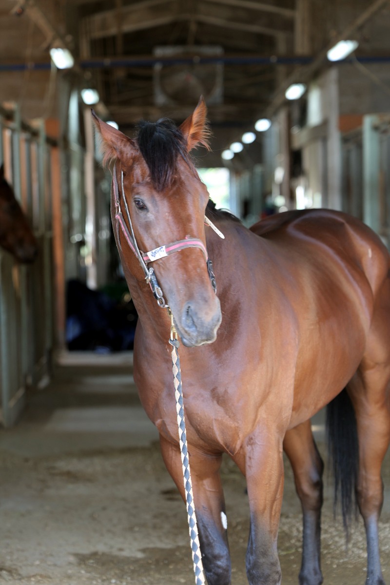 2세 최강마 마지막 관문 제16회 브리더스컵 루키 24일 개최