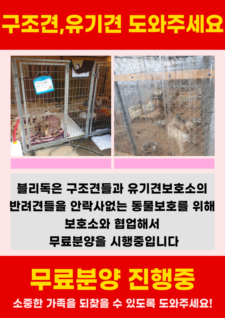 블리독, 구조견·유기견 등 임시보호 반려견 무료분양 캠페인 진행