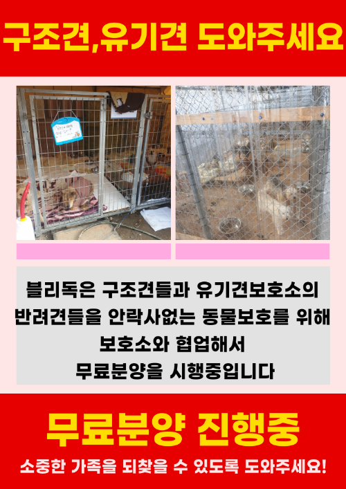 블리독, 구조견·유기견 등 임시보호 반려견 무료분양 캠페인 진행