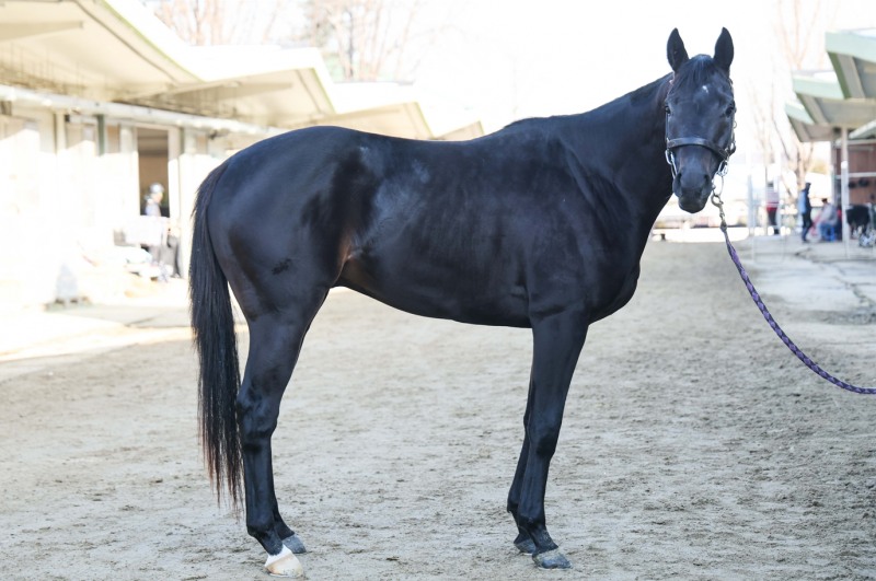 한겨울, 심장을 뜨겁게 달굴 단거리 질주가 시작된다...‘제11회 MBN배’ 개최