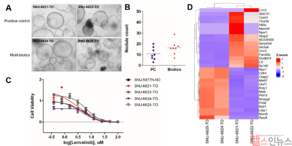 A. 대사이상 지방간질환 마우스 유래 간세포암 오가노이드 형태 비교: 대조군(위)과 멀티바이오틱스 추가 실험군(아래)의 형태는 유의미한 변화 없음 B. 간세포암 결절 수: 실험군(Biotics)과 대조군(PC) 간의 결절 수에 유의미한 차이 없었음 C. 약물농도에 따른 렌바티닙 반응성: 실험군은 대조군보다 렌바티닙에 더 잘 반응해, 더 낮은 농도에서도 효과적으로 작용함 D. 발현 유전자 차이: 실험군에서 KRAS 신호 전달, 염증 반응, EMT 경로가 활성화되어 약물 반응성에 영향을 미쳤음 (서울대병원 제공)