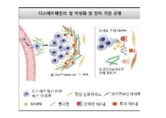 암 전이 과정 규명(지스트 제공)