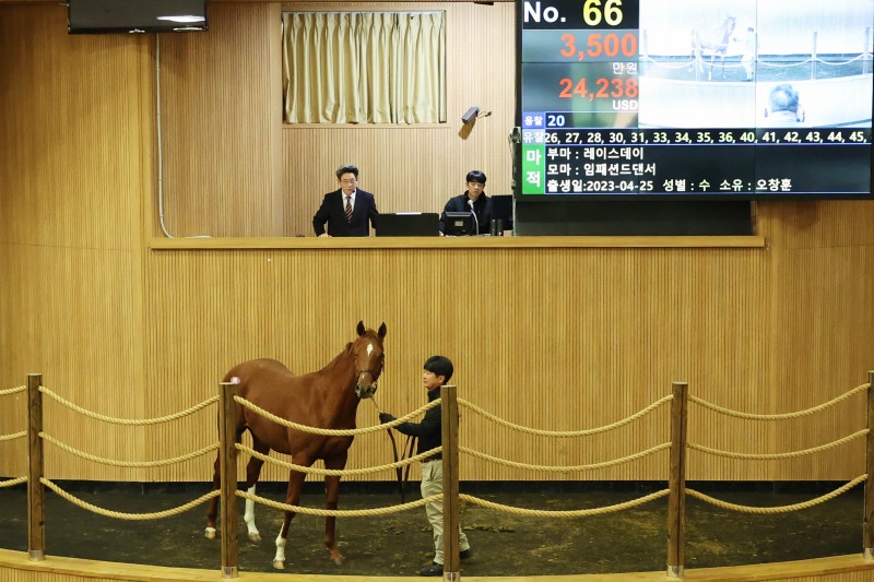 경주마 경매 현장