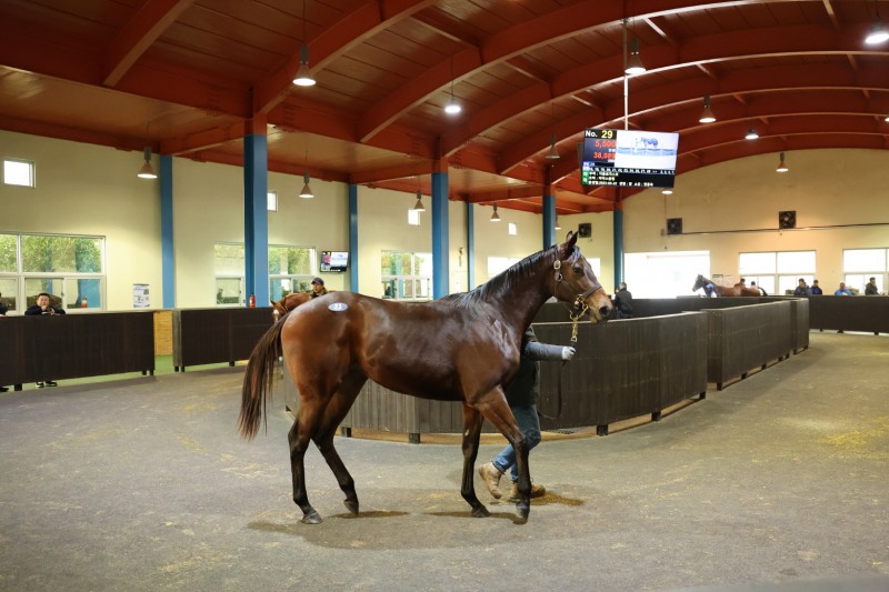 경주마 경매 현장