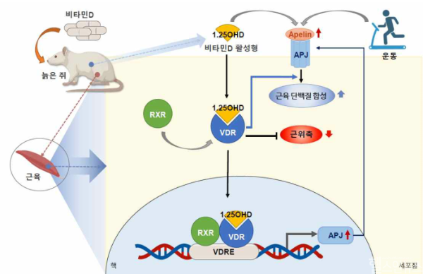 비타민D 섭취에 따른 근감소증 예방 기전 모식도 (질병관리청 제공)