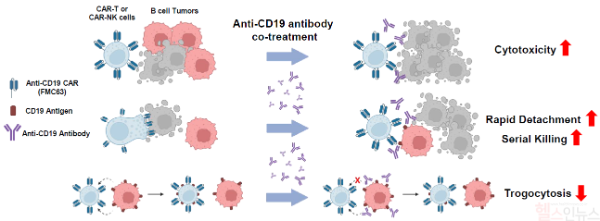CAR-T 및CAR-NK 치료 때 항체와 병용 투여하면 더 많은 암세포를 더 빠른 속도로 공격하여 사멸시킬 수 있는 강력한 연쇄 살상 효과를 보인다는 게 증명됐다. (삼성서울병원 제공)