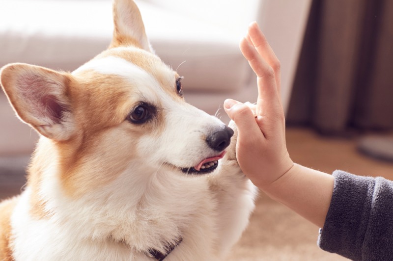반려견은 인간의 행동을 관찰 및 학습한다. 긍정적 어조와 단어, 보상을 반복해 소중한 반려견과 정서적 교감을 나눌 수 있다. (클립아트코리아 제공)