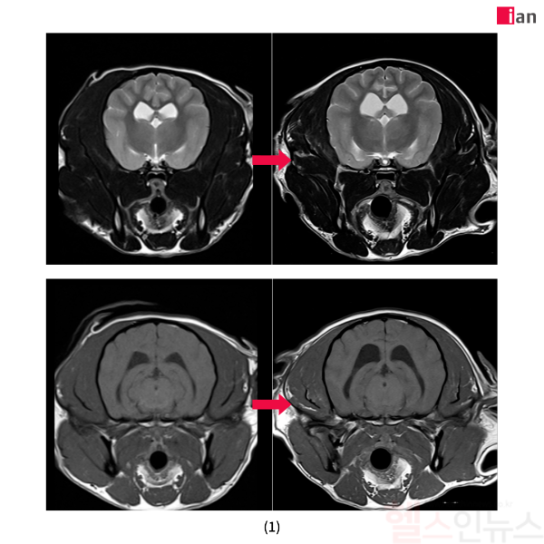 AI 도입 후 품질이 개선된 MRI 영상 사진 (이안동물의학센터 제공)