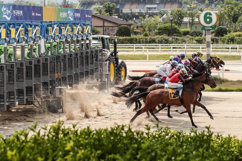 2025년 경마시행계획 발표_사진은 서울경마장 경주마 출발장면