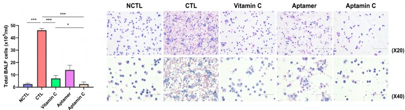 넥스모스 압타민C가 염증세포의 폐내 침윤을 억제하는 도표(파마슈티컬스 발췌)(사진제공=넥스모스)