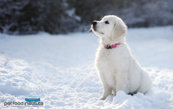 미국펫푸드협회, 신년 맞이해 반려동물 건강관리 방법 4가지 공유