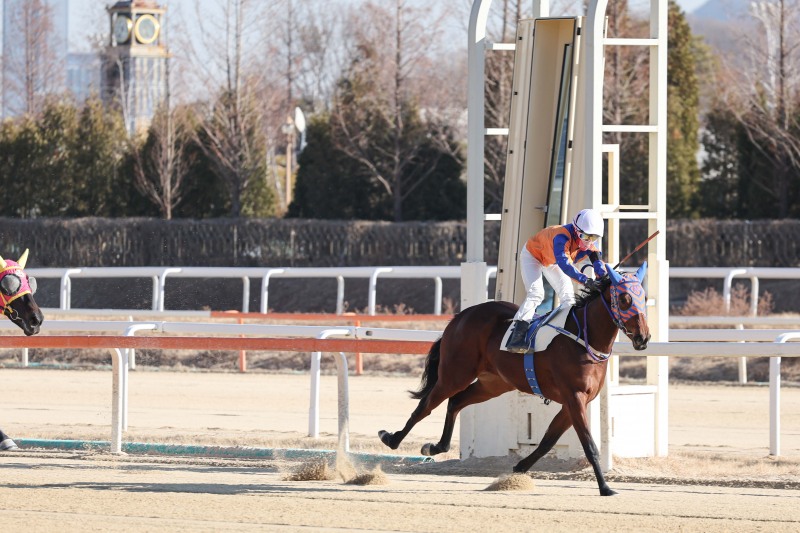 1월 4일 결승선 통과하는 마이티러브와 김태희 기수