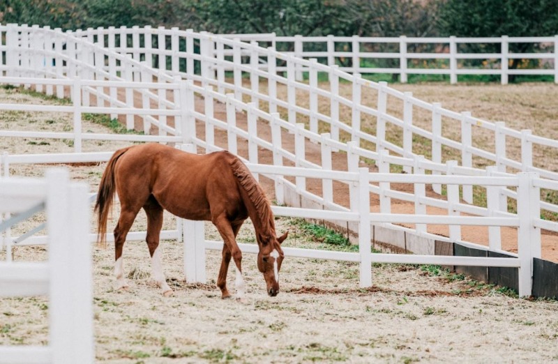 24년 11월 1일 농협안성팜랜드 기념행사_명예경주마 휴양사업