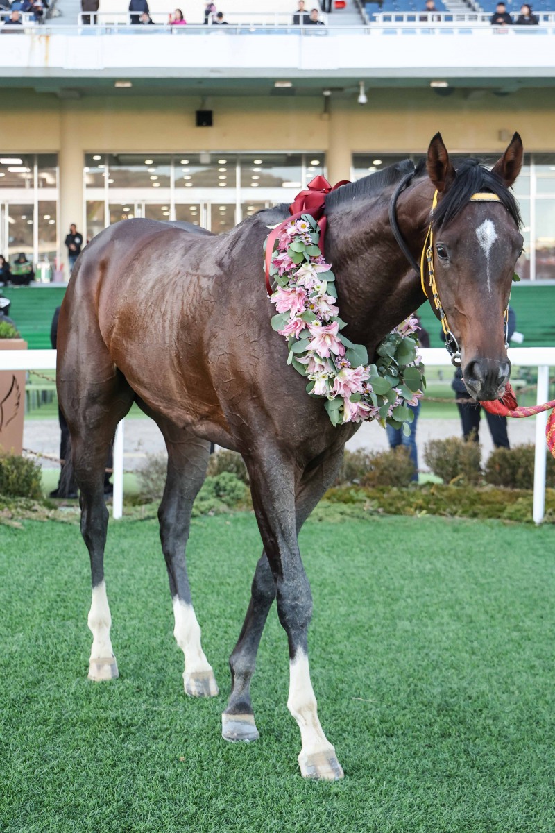 24년 11월 17일 과천시장배 우승마 원평스톰