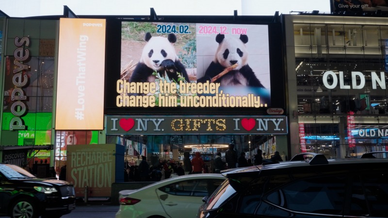 뉴욕 타임스퀘어 ‘I LOVE NY’ 전광판에 등장한 푸바오 / 사진제공=푸바오의 행복할 권리