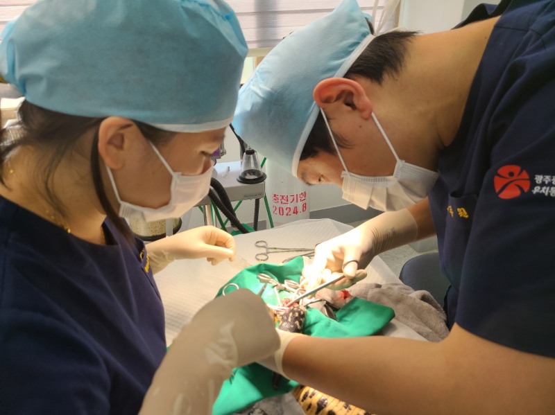 천연기념물 동물치료소 (사진제공 = 광주광역시)