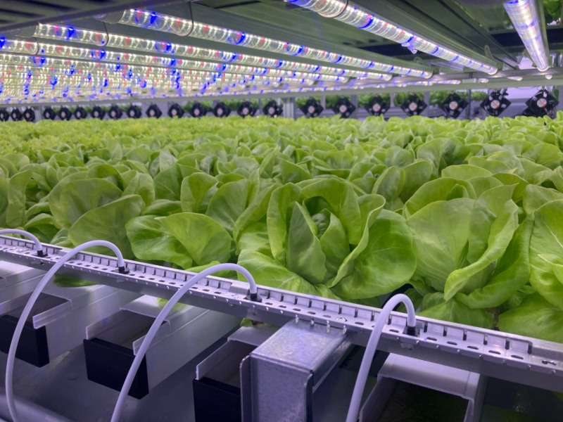이수화학, 도심형 스마트팜 첫 수확물 출하… 도시 농업의 지속 가능성 입증