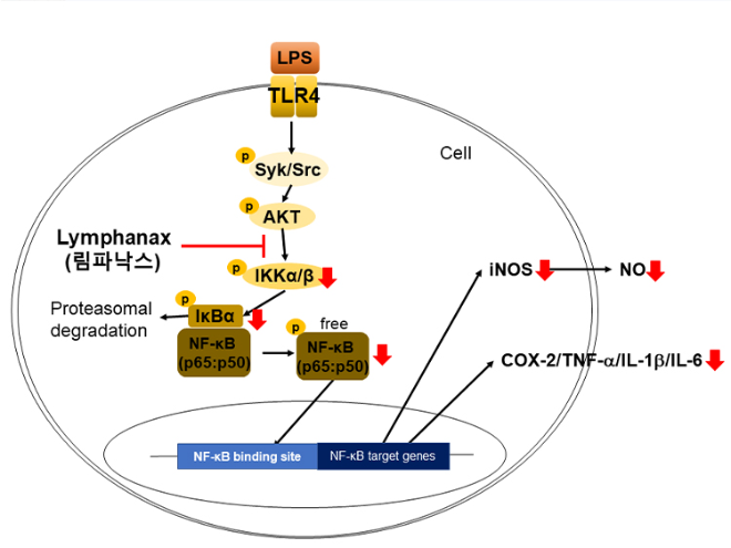 아모레퍼시픽이 자연 숙성 인삼 소재 '림파낙스'의 피부 항염 효능을 입증했다. (아모레퍼시픽 제공)